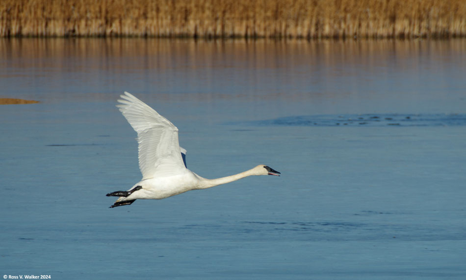 A trumpeter swan in flight at Bear Lake National Wildlife Refuge, Idaho.