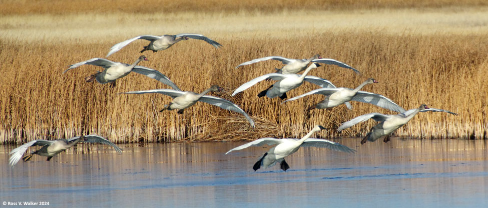 A flock of trumpeter swans landing, Bear Lake National Wildlife Refuge, Idaho