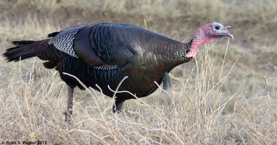 Wild turkey, Dingle, Idaho