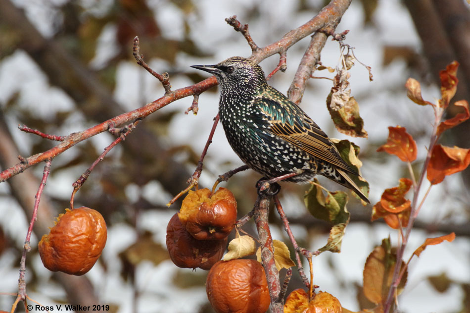 European starling with winter plumage in an apple tree in Montpelier, Idaho
