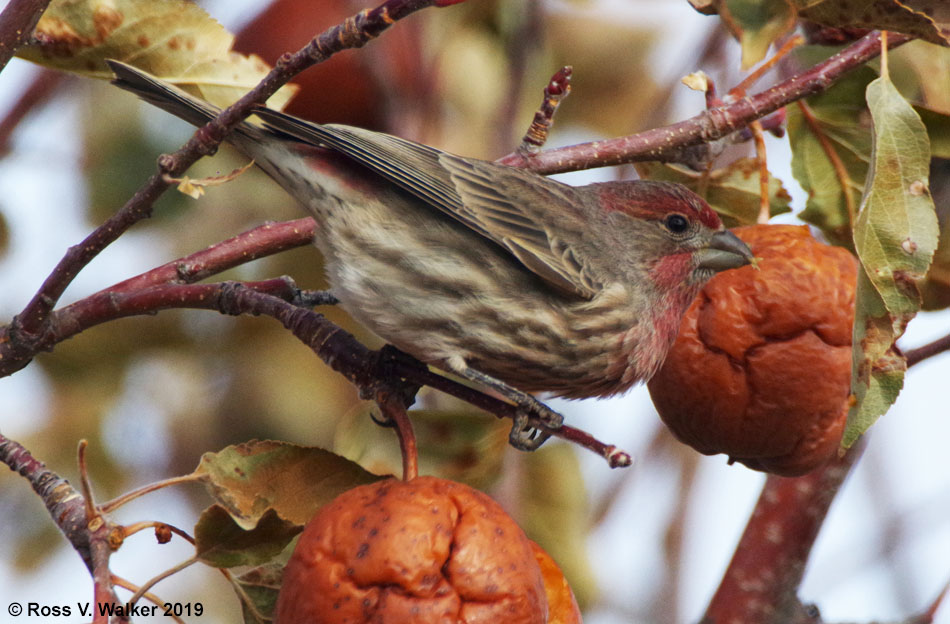 Male house finch in an apple tree, Montpelier, Idaho