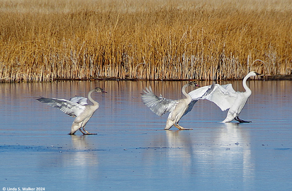 Trumpeter swans landing on the ice, Bear Lake National Wildlife Refuge, Idaho