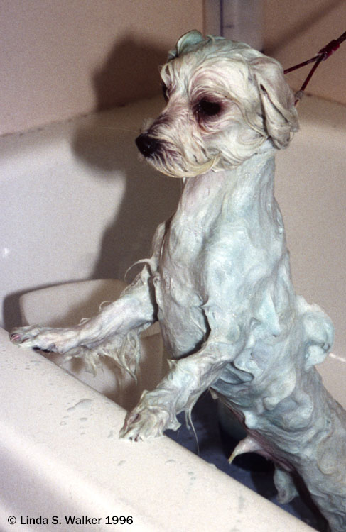 Dog with a shampoo, Alameda, California