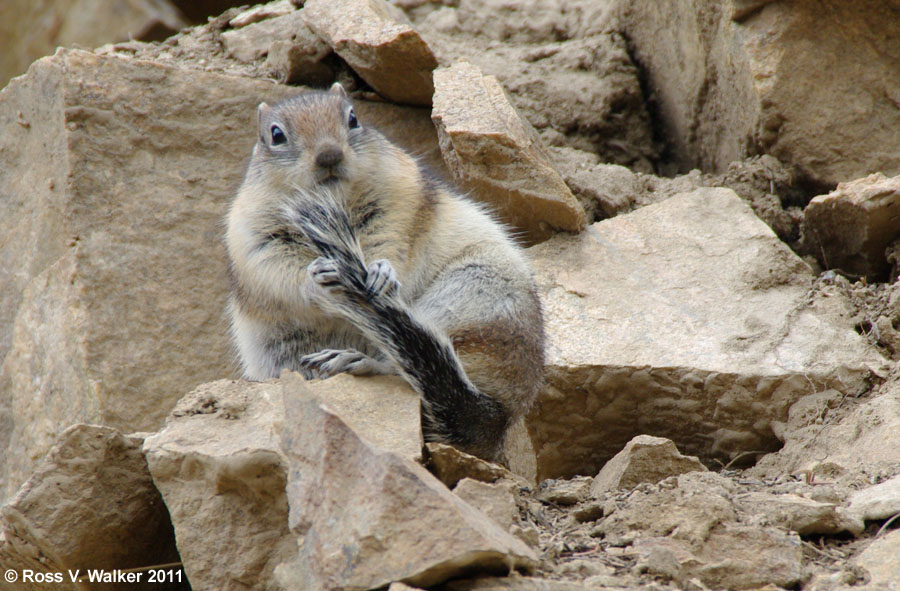 Chubby golden-mantled ground squirrel grooming his tail, Beartooth Pass, Montana