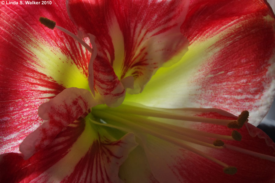 Amaryllis, Montpelier, Idaho