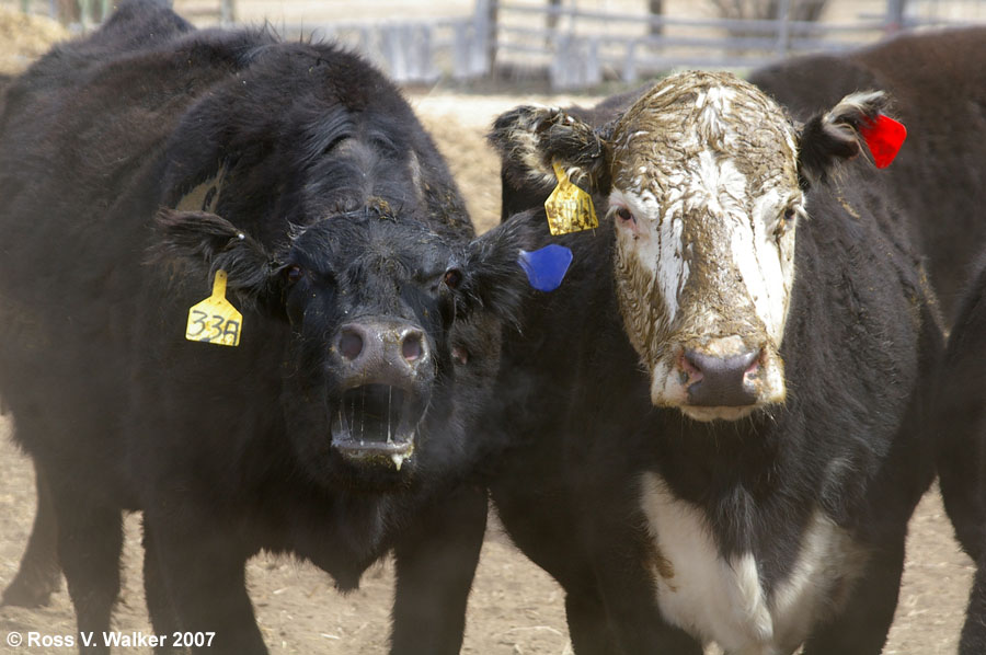 Angry Cows, Montpelier, Idaho