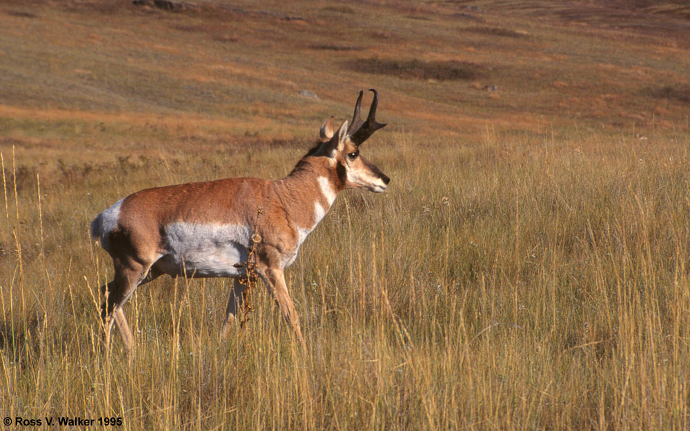 Pronghorn Antelope buck, National Bison Range, Montana