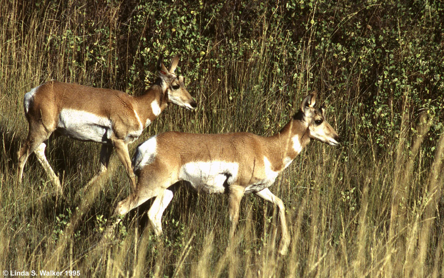 Pronghorn Antelope, National Bison Range, Montana