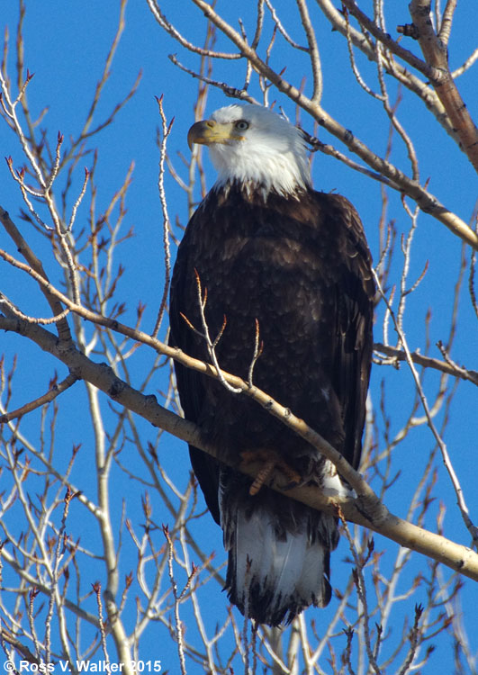 Bald Eagle staring from a tree near Dingle, Idaho