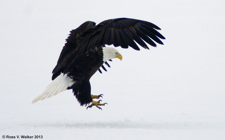 Bald eagle landing on the ice at North Beach, Bear Lake State Park, Idaho