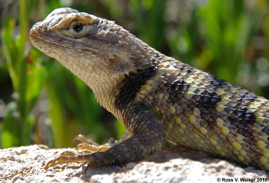 Barred Spiny Lizard, near Red Canyon, eastern Sierra, California