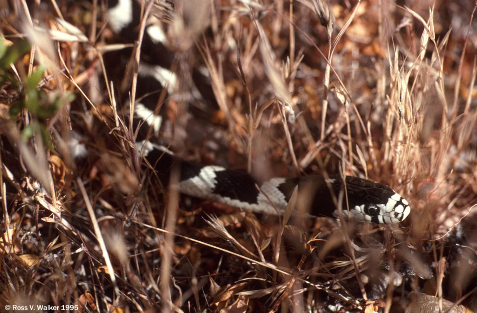 Common kingsnake, Valley of Fire State Park, Nevada