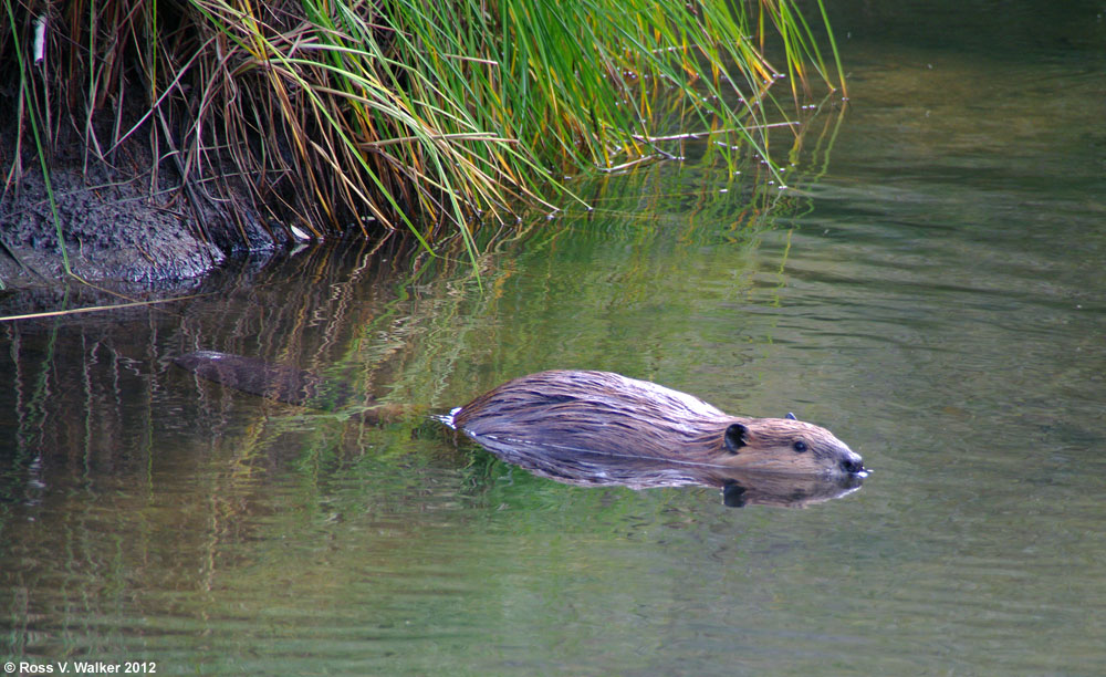 Beaver, Lamoille Canyon, Nevada