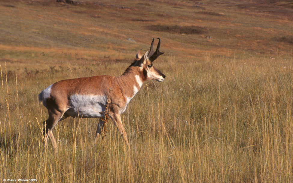 Pronghorn buck, National Bison Range, Montana
