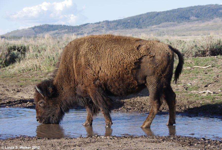 Bison drinking from a puddle, Grand Teton National Park, Wyoming