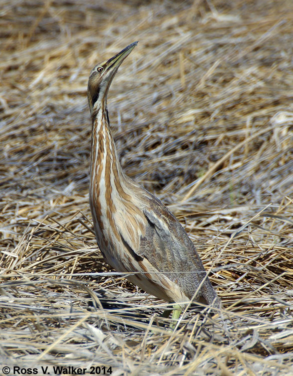 American Bittern, Bear Lake National Wildlife Refuge, Idaho