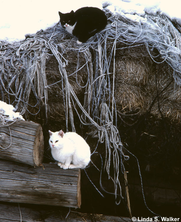 Black and White Cats, Lanark, Idaho