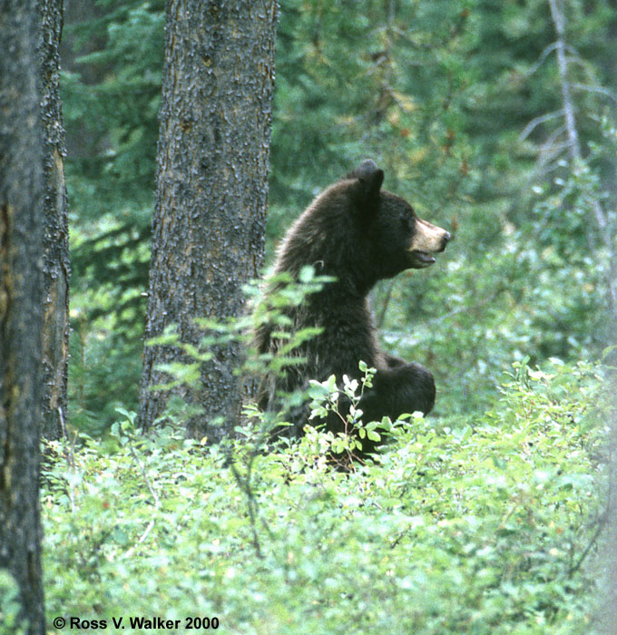 Black Bear In A Berry Patch, Grand Teton National Park, Wyoming