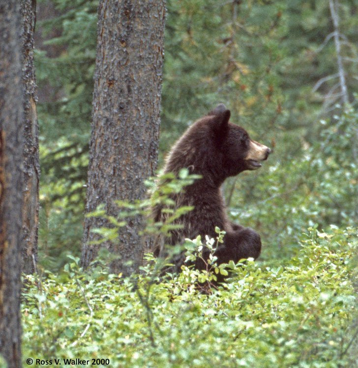 A black bear in a berry patch at Grand Teton National Park, Wyoming