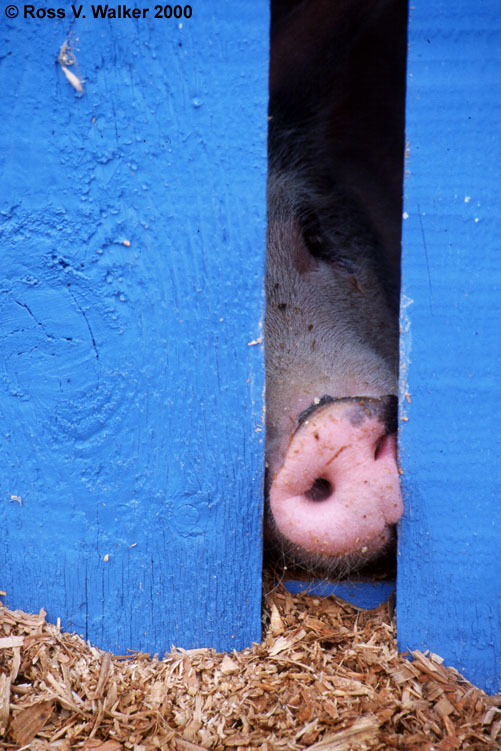 Boar Blues, Montpelier, Idaho