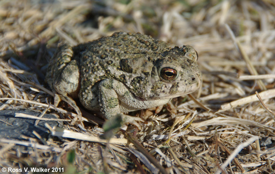Boreal toad, Pictograph Cave State Park, Montana