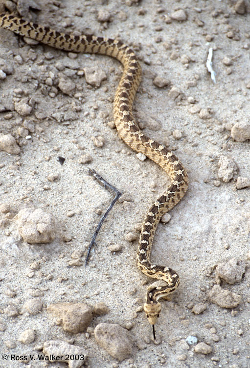 Great Basin Gopher Snake, Eureka Dunes, Death Valley, California