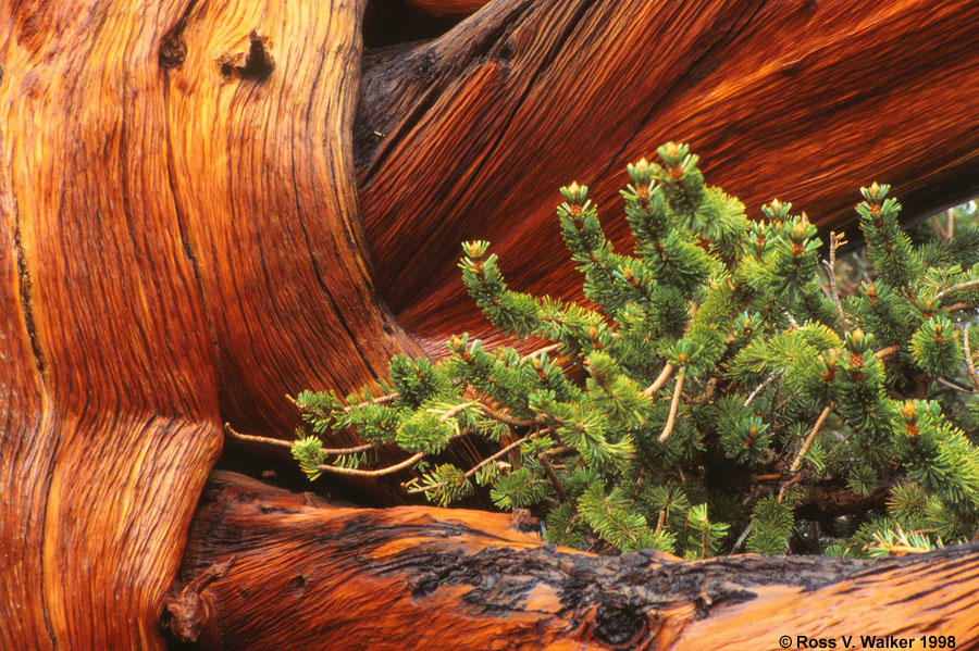 Bristlecone Pine, old and new growth on wet wood, White Mountains, California.