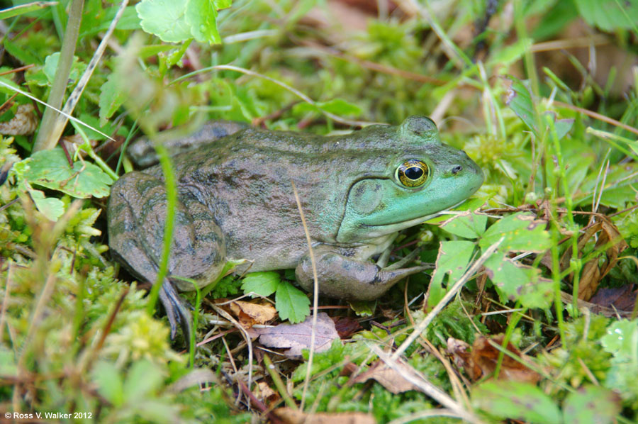Bullfrog, Londonderry, New Hampshire
