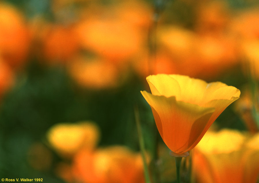 California Poppies, Tehachapi Mountains, California