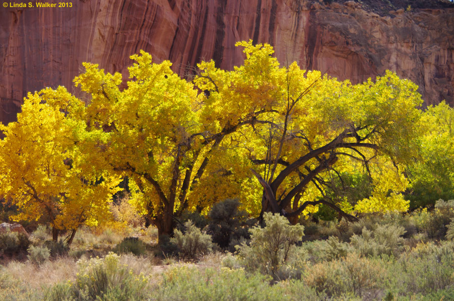Cottonwoods glow with fall color in a canyon at Capitol Reef National Park, Utah