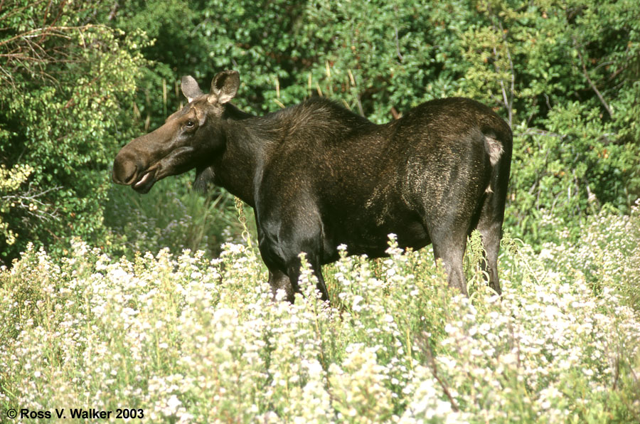 Cow Moose, Formation Springs, Idaho