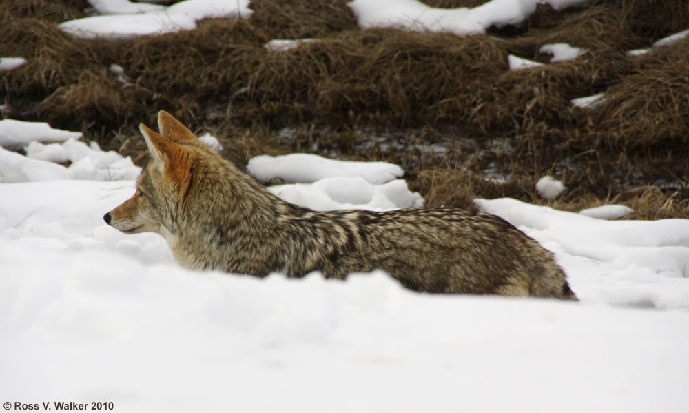 Coyote, Yellowstone National Park, Wyoming