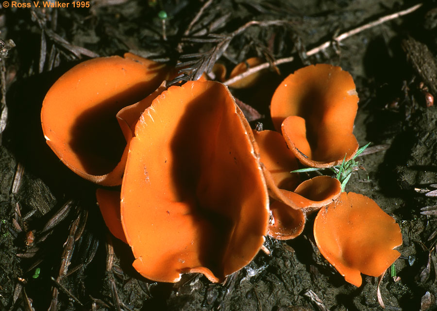 Cup Fungi (Discomycetes), Humboldt Redwoods State Park, California