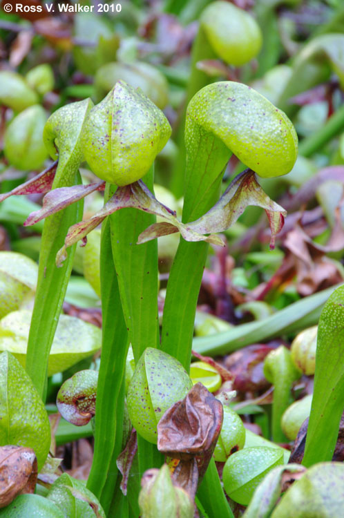 Darlingtonia (Carnivorous Cobra Lilies), Darlingtonia State Natural Site, Oregon