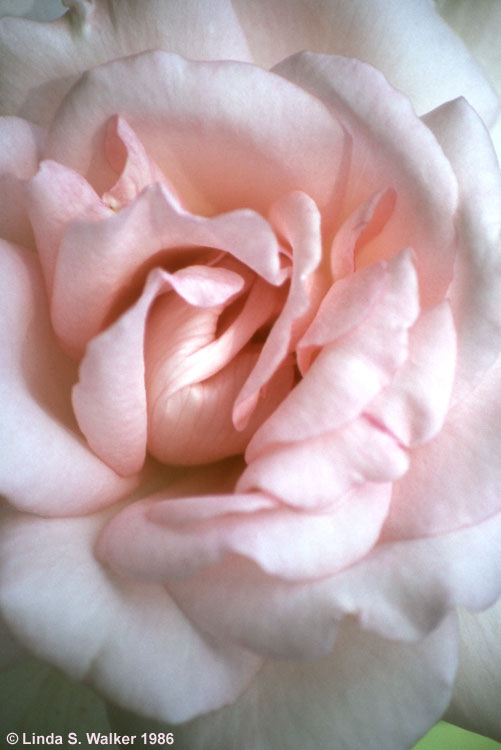 Delicate Pink, Berkeley Rose Garden, California