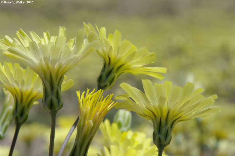 Desert dandelions, Chidago Canyon, eastern Sierra, California