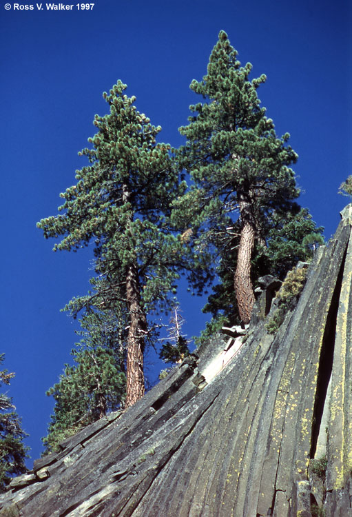 Trees growing from columnar basalt, Devil's Postpile National Monument, CA