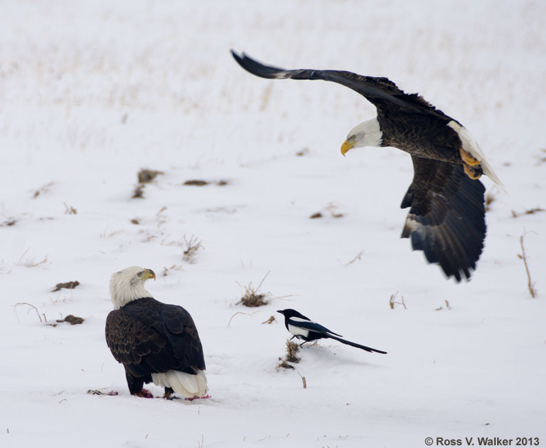 Bald eagle landing near another eagle on a kill, Lanark, Idaho