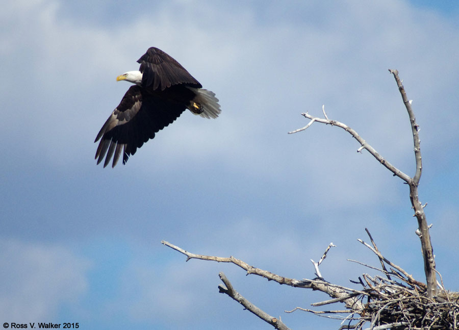 Bald Eagle taking off from a nest in the Bear Lake Valley, Idaho