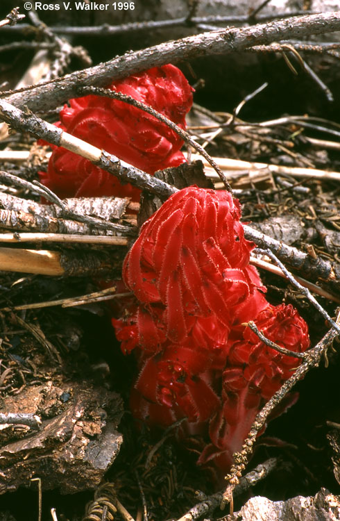 Snow Plants pushing through forest debris, Sequoia National Park, California