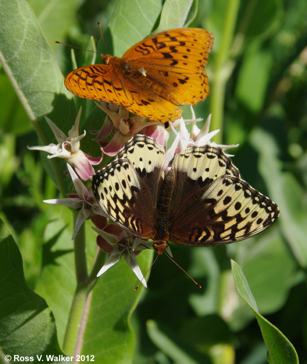 Male and female leto fritillary butterflies on milkweed at Oneida Reservoir, Idaho