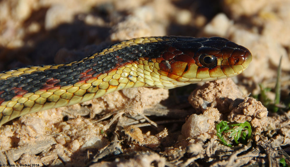 Common garter snake, Bear Lake National Wildlife Refuge, Idaho