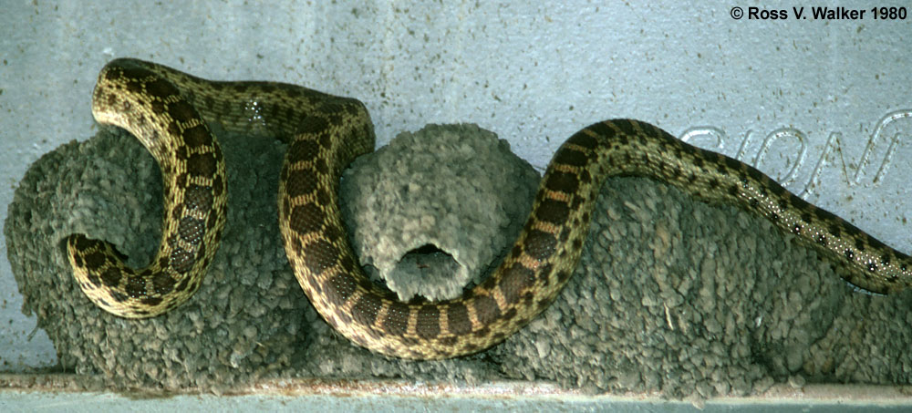 Gopher Snake raiding barn swallow nests near Wilbur Springs, California