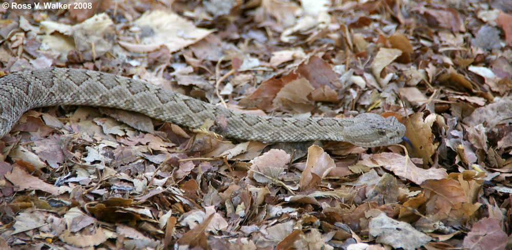 Great Basin rattlesnake, Peavine Canyon, Nevada