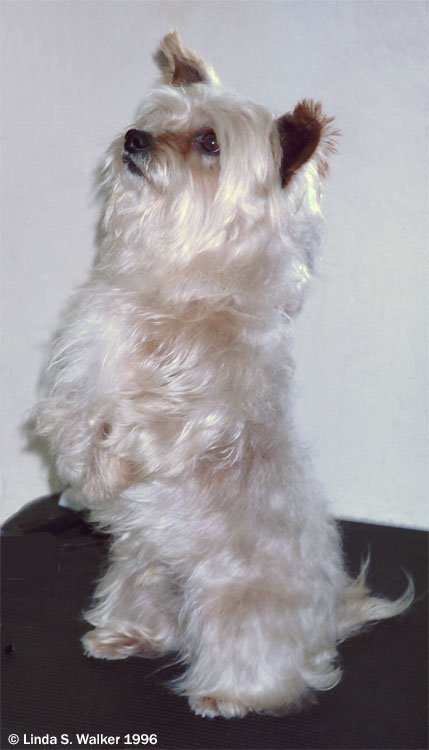 Groomed dog, Alameda, California