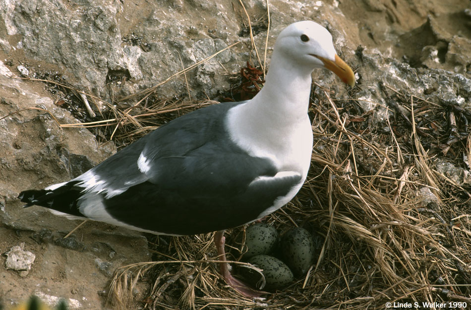 California gull with eggs, East Brother Island, California