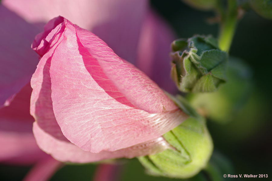 Hollyhock bud unfolding, Montpelier, Idaho