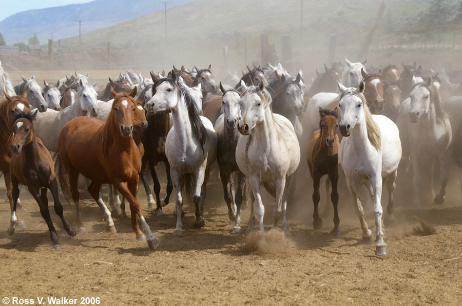 Horse Roundup, Montpelier, Idaho