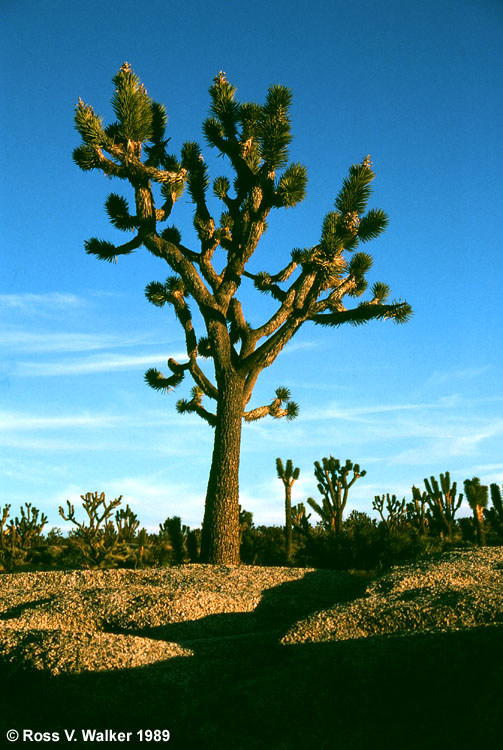 Joshua Tree, Cima Dome, East Mojave National Preserve, California
