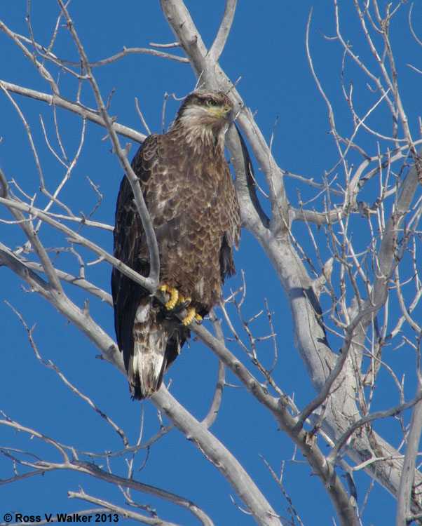 Juvenile bald eagle, Dingle, Idaho